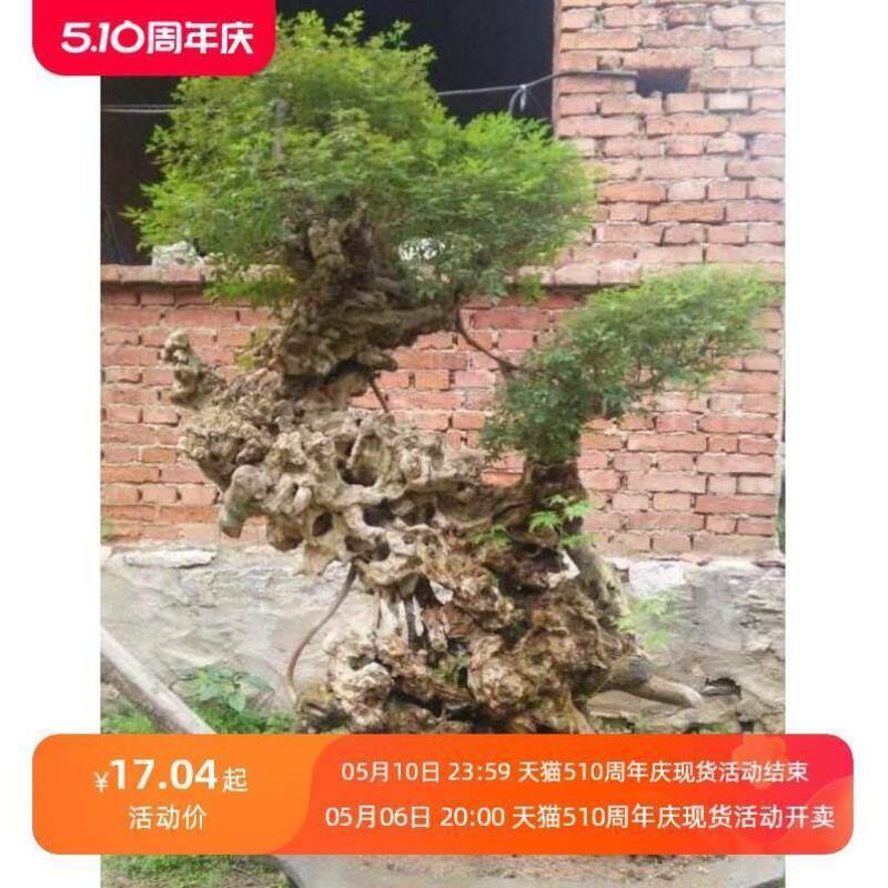 荆老黄桩盆景老根树桩黄荆微盆景小品盆景老桩熟桩黄荆造型盆景