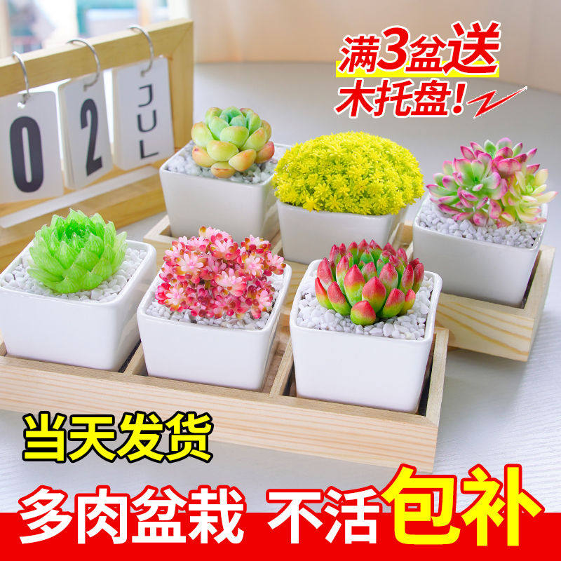 多肉植物套餐含白色陶瓷花盆桃蛋玉露钱串精高端名贵室内小