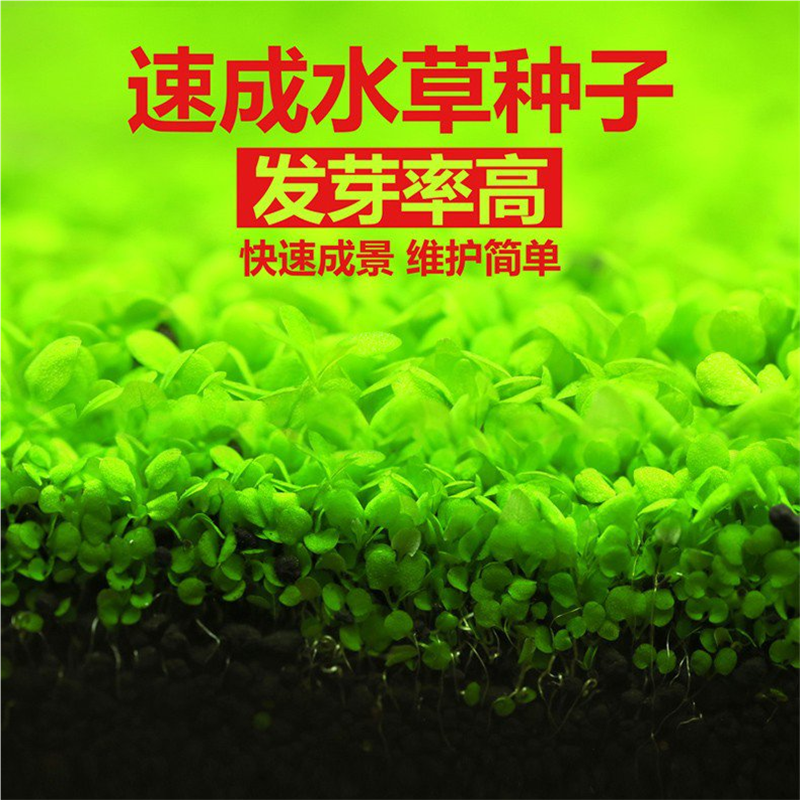 新疆包邮水草种子桌面办公桌鱼缸造景生态缸真水草盆栽微景观