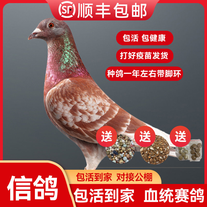 信鸽成绩鸽鸽子活一对信鸽种鸽赛鸽公棚成绩鸽杨阿腾带脚环血