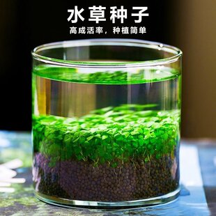 鱼缸水草种子生态造景套餐植物种籽孑水培阴性真草盆栽装饰养鱼