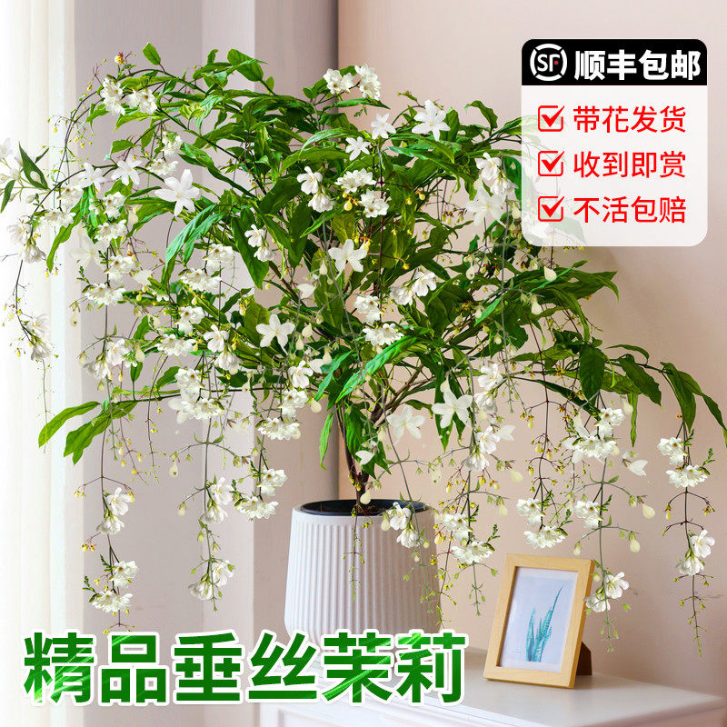 垂丝茉莉花盆栽带花苞绿植室内桌面阳台四季开花好养垂吊植物花卉