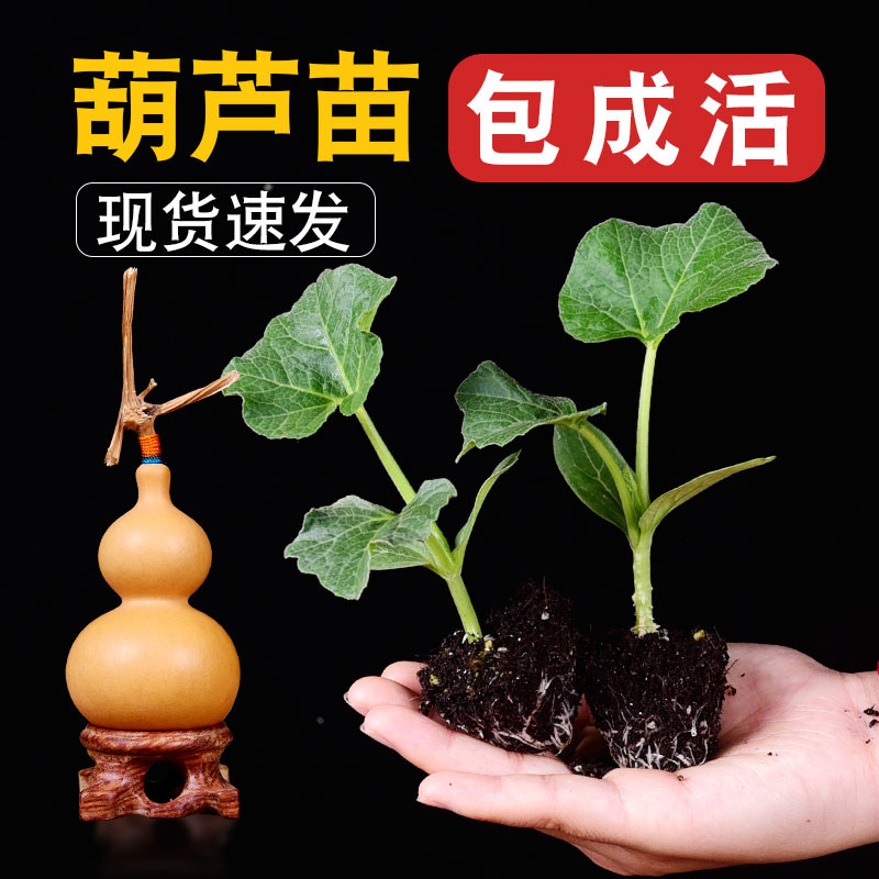 小葫芦苗八宝文玩葫芦苗秧巨型大葫芦种子蚂蚁葫芦籽种孑葫芦
