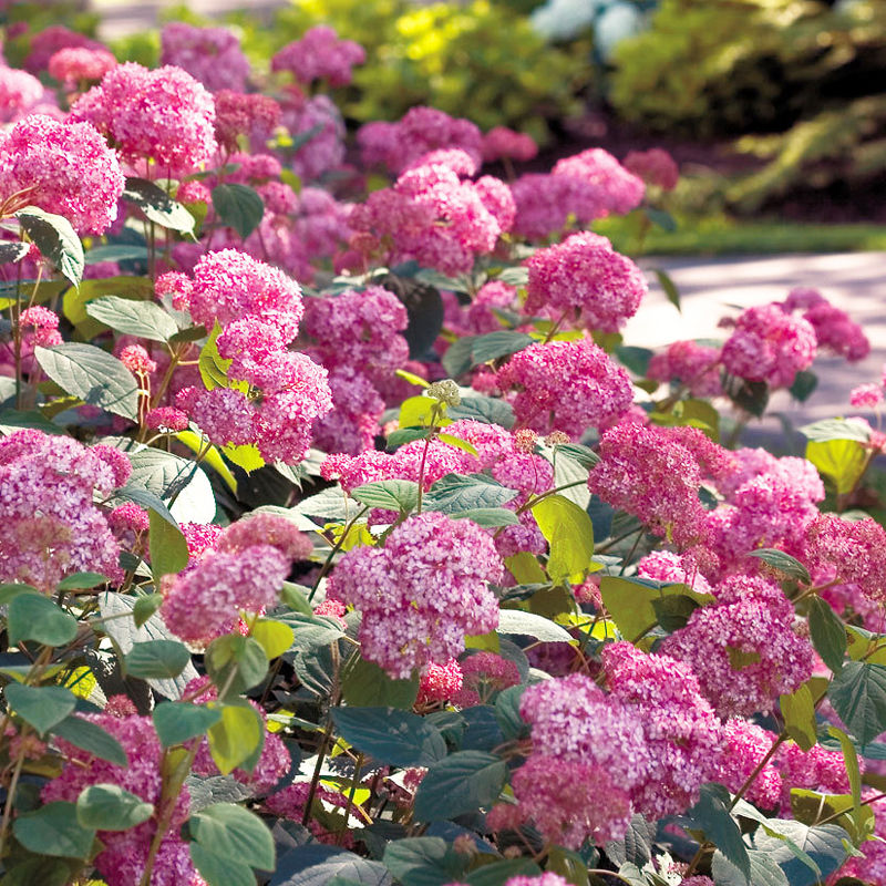 虹越乔木绣球花苗盆栽粉色贝拉安娜室外庭院子地栽耐热耐寒多