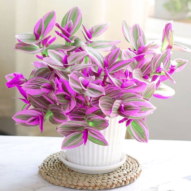 油画婚礼吊兰盆栽紫露兰花水培花卉植物室内桌面好养开花小绿植