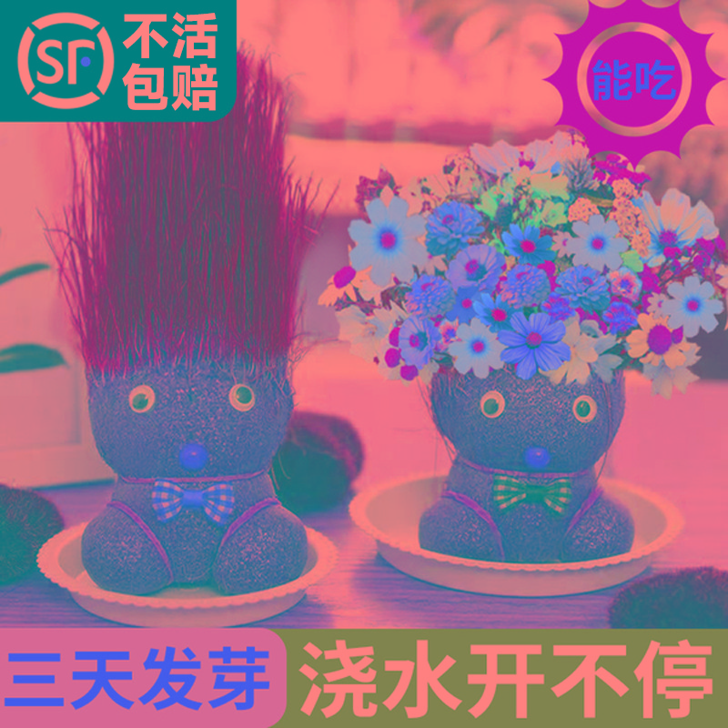草头娃娃开花可爱长草猫草绿植物小盆栽小草娃娃室内儿童创意