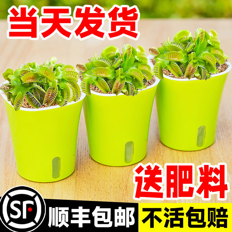 捕蝇草盆栽超大猪笼草茅膏菜食人花捕虫草食虫绿植物水培趣味