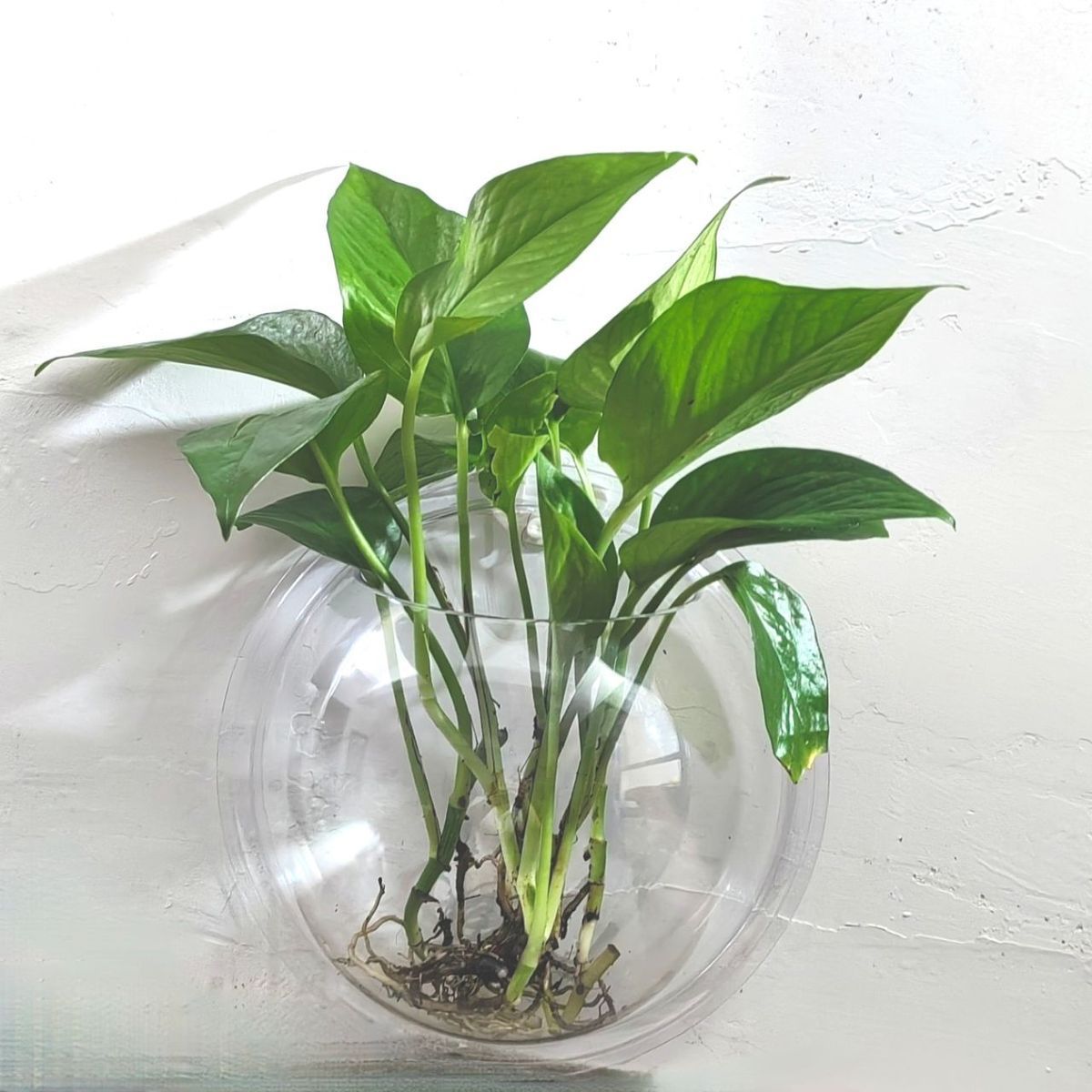 创意家居饰品墙饰挂饰养殖花器壁挂水培花盆悬挂挂墙绿萝花瓶挂墙