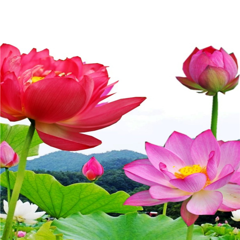大型观赏荷花苗池塘盆栽莲花苗莲藕种根水养四季花卉碗莲根茎带芽