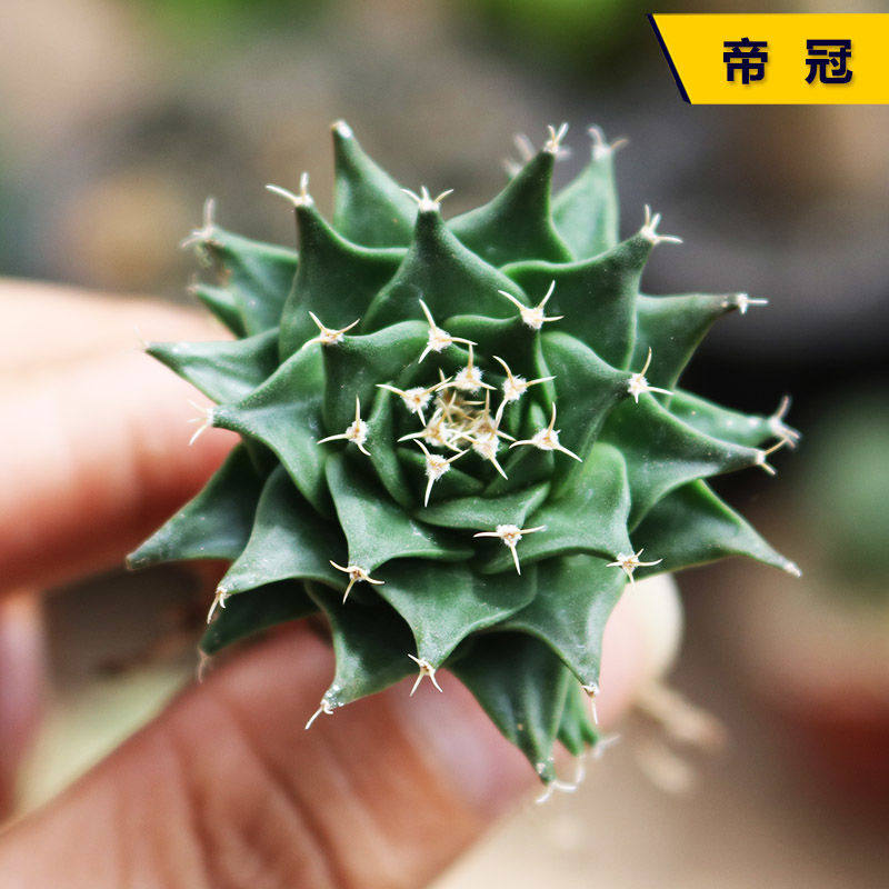 实生帝冠仙人球小苗 稀有四大名球开花防辐射多肉植物室内 小