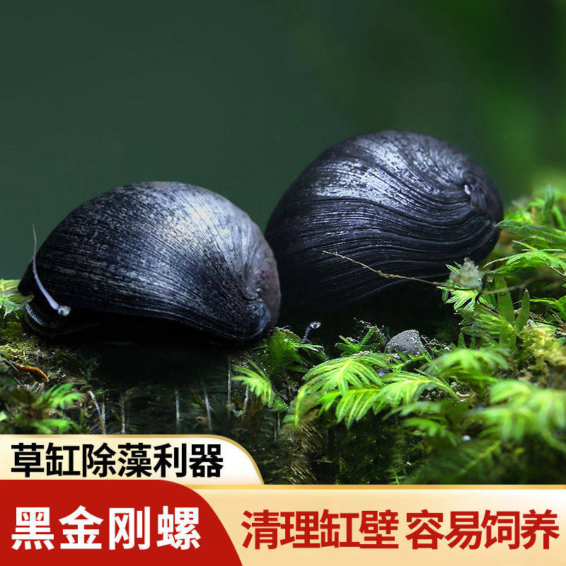 黑金刚螺观赏螺除藻清洁淡水工具螺热带鱼观赏活体宠物刷缸蜗