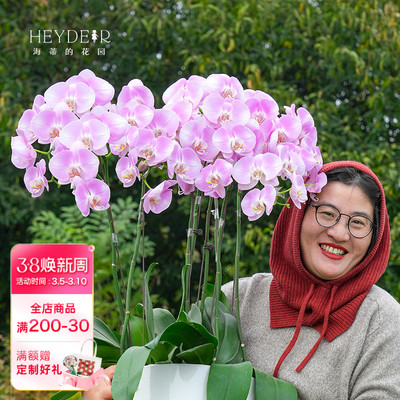 海蒂的花园旗舰店蝴蝶兰盆栽带花好养活兰花苗年宵花植物室内花