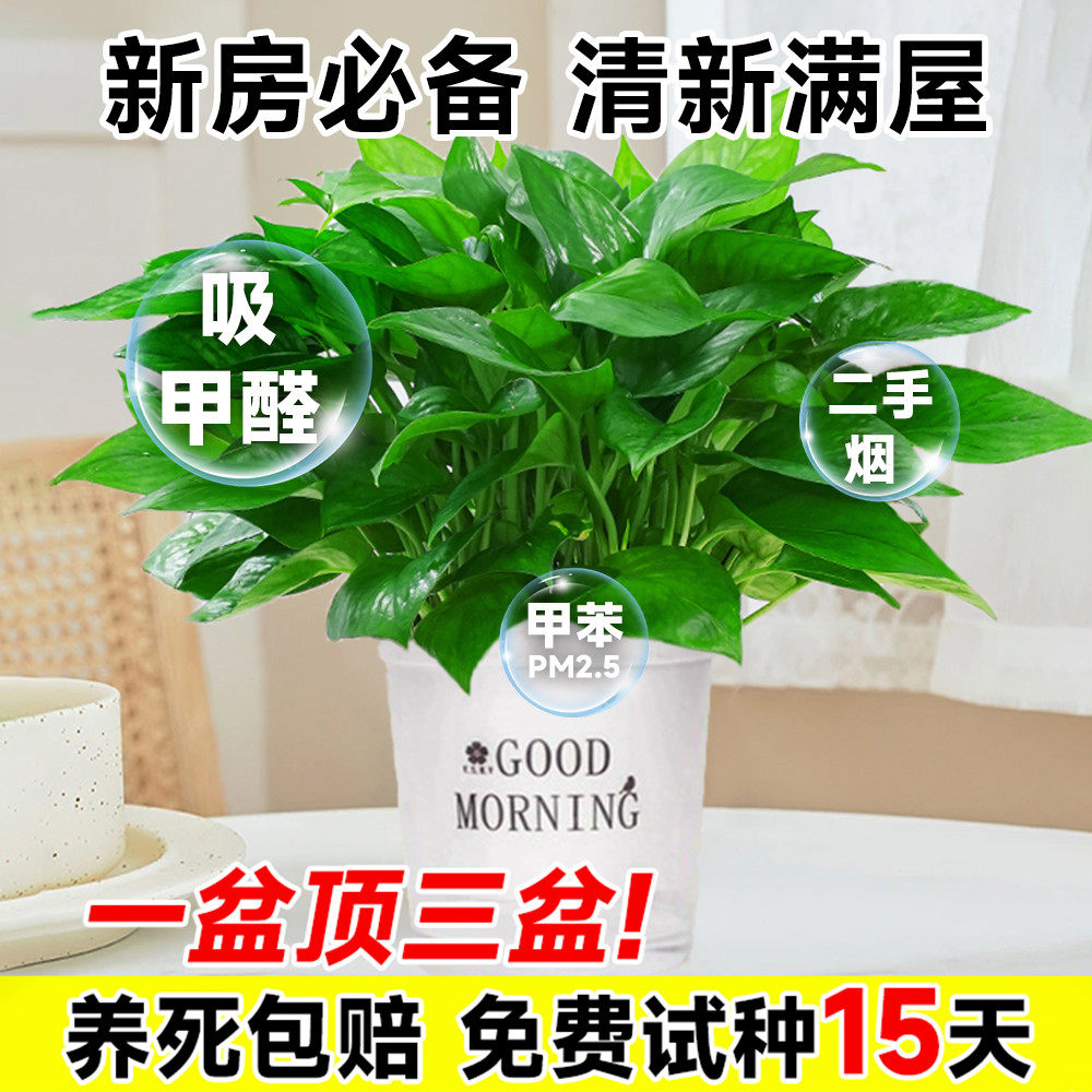 绿萝盆栽植物爬藤绿箩适用办公室空气净化多种盆栽选择 易养活