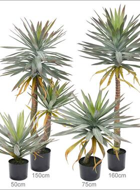 龙高品仿真血树160cm尾丝兰树室内装饰盆盆凤景83340树植物栽源头