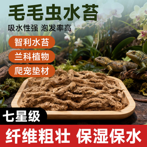 智利进口毛毛虫水苔乌龟冬眠苔藓