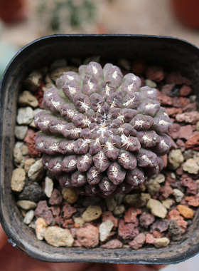 紫豹头玉仙人球稀有进口紫色无刺开花好养仙人掌多肉阳台小盆栽