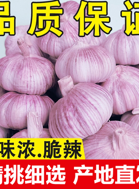2025年新蒜山东大蒜紫白皮蒜农家蒜5斤大蒜特大果干蒜带箱重发货