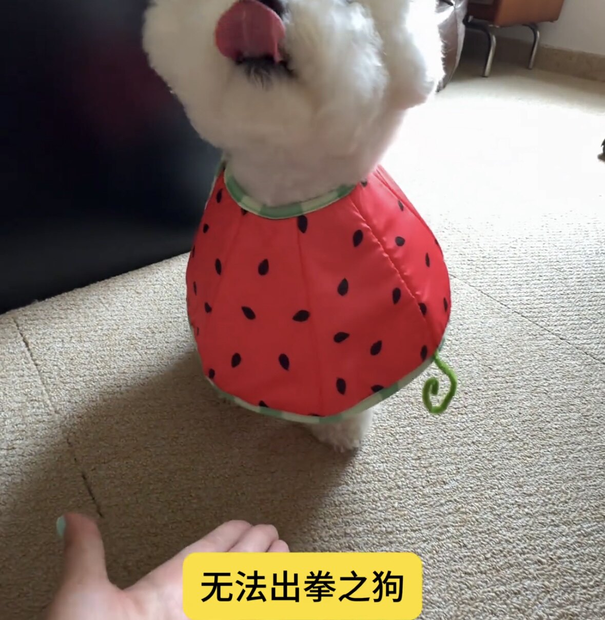 宠物伊丽莎白圈防舔圈可爱水果设计软壳猫狗通用防水防抓伤颈圈套