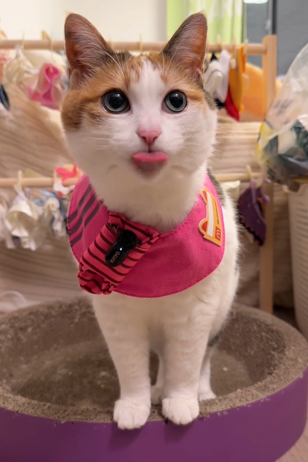 新款零件2026四季口水巾围兜兜猫用帽子可爱猫猫猫咪装饰