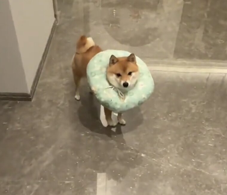 伊丽莎白圈猫咪狗狗绝育项圈美容棉头套宠物防舔防咬保护套软脖圈