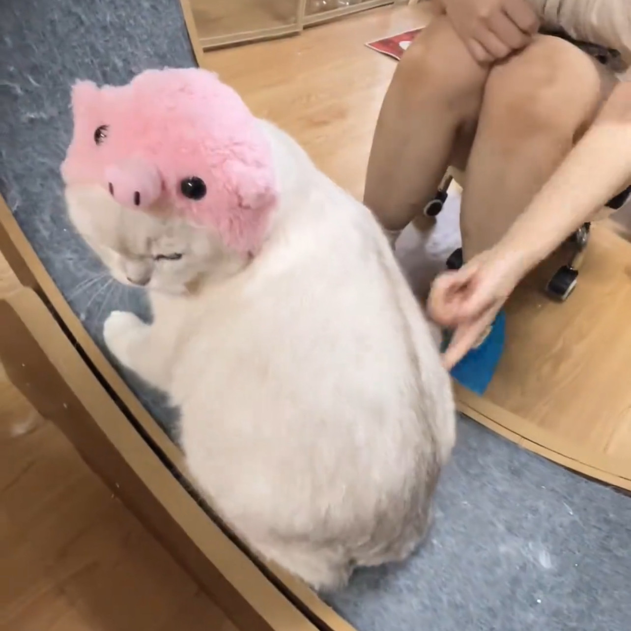 粉色小猪帽子毛绒头套搞笑2026猫狗头饰搞怪可爱猫咪宠物变装帽