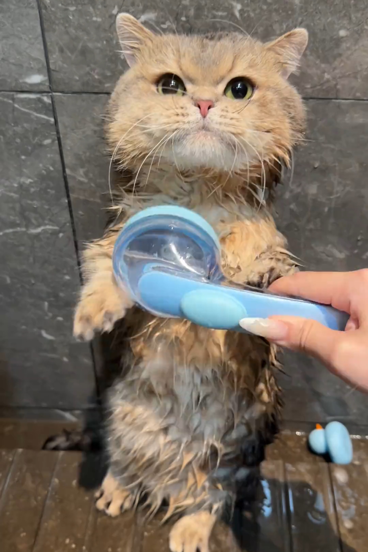 洗澡猫咪专用狗狗刷子蓝色便携按摩神器狗狗洗澡刷子宠物用品