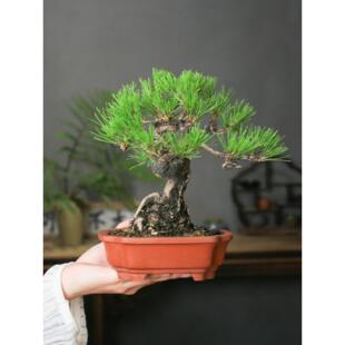 黄山松文人曲干造型松树盆景马尾松赤松四季常青老桩盆栽松鹤延年