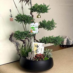 五层塔松盆景真造型送导师青松绿植松树盆栽开业乔迁送礼室内植物
