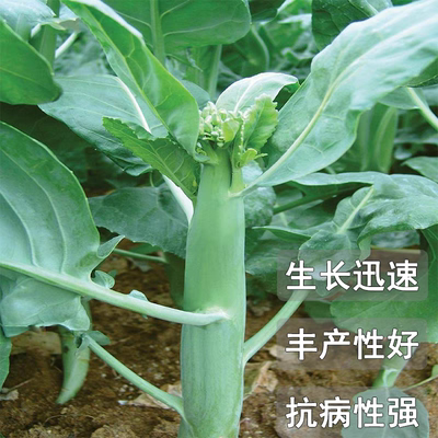 蔬菜甜脆鸡腿芥蓝种子粗条籽芥兰
