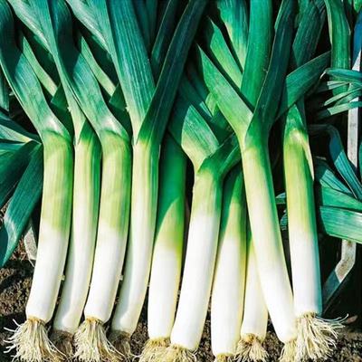 四季蒜苗种子耐寒高产家庭园艺