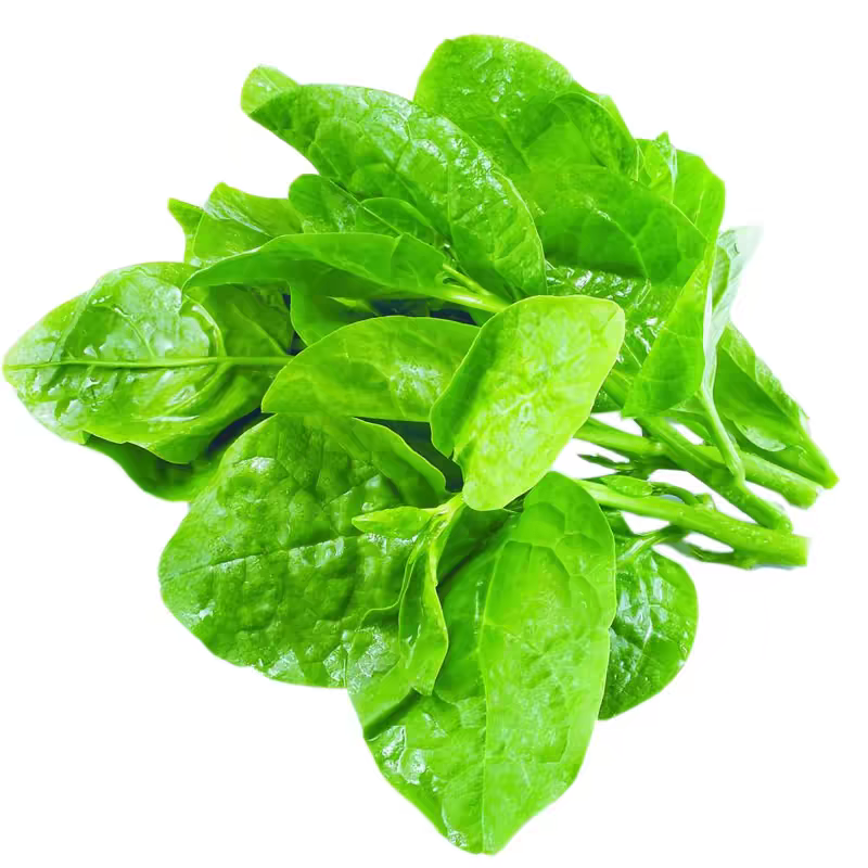 肥厚大叶木耳菜种子蔬菜种籽四季种孑夏季菜苗小青菜阳台盆栽菜种