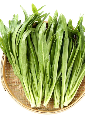 今年新种四季油麦菜种子脆甜青菜种籽阳台盆栽地栽蔬菜种子