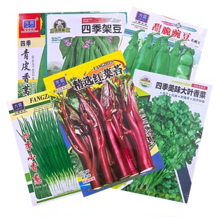 蔬菜种子大叶香菜四季小香葱播盆栽辣椒番茄秋种籽子大全植阳台