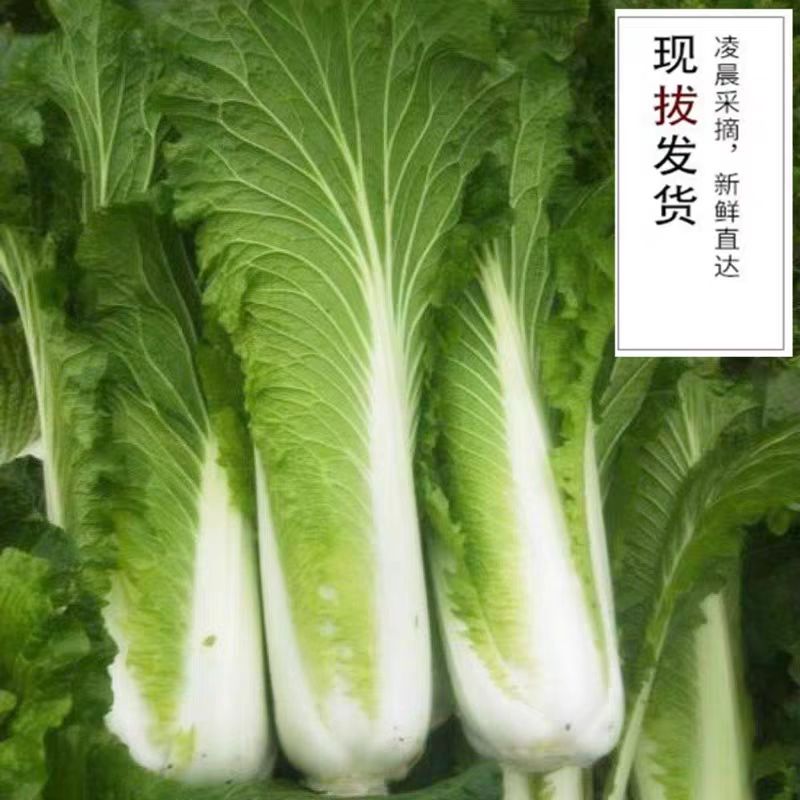 蔬菜绿青口大白菜种子种籽青麻叶秋天高产秋季菜籽四季冬季蔬菜孑