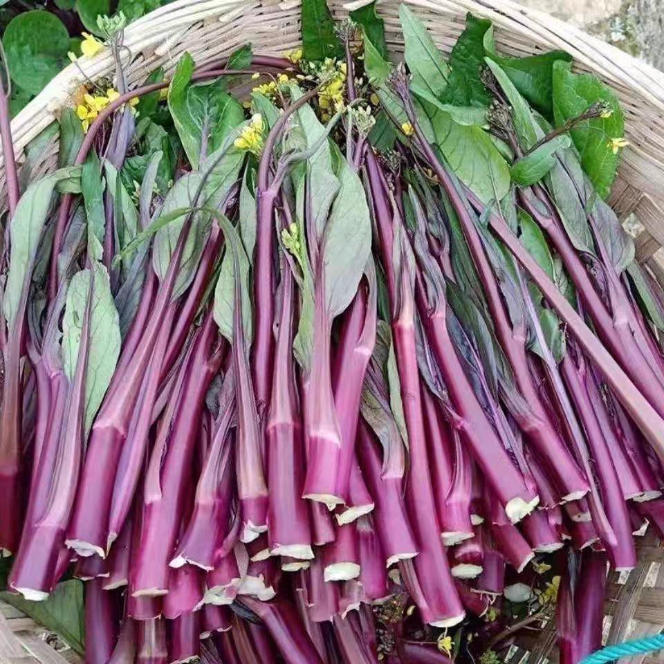 红菜苔蔬菜种子菜心十月红紫菜苔红菜苔家庭种植四季阳台庭院易播