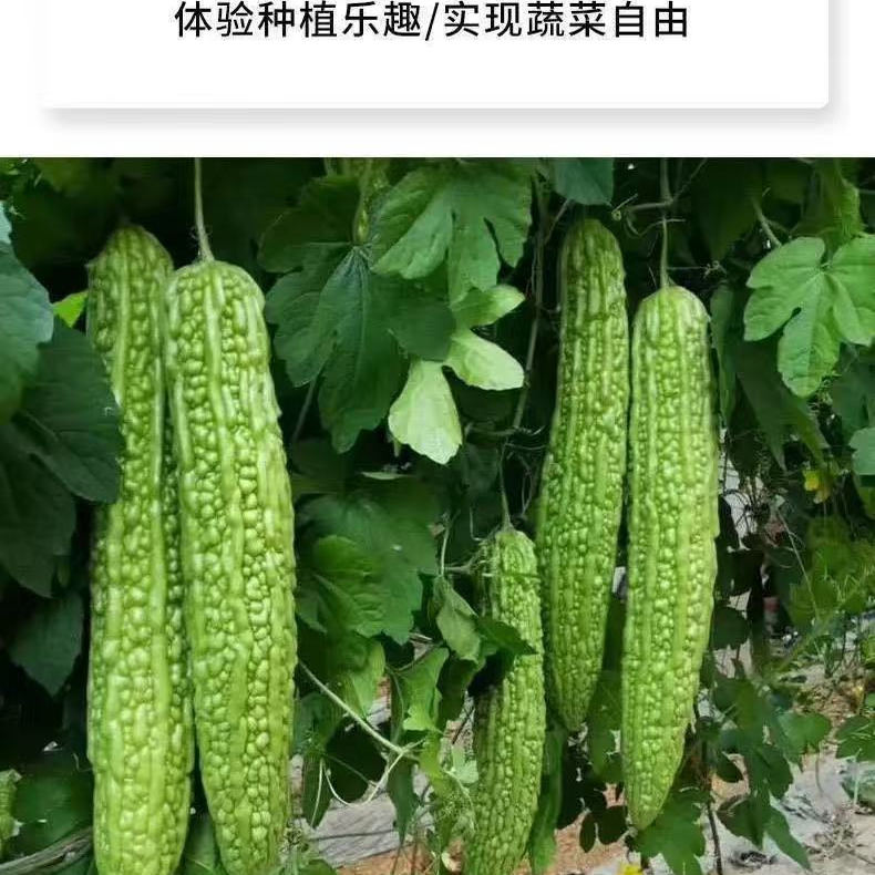 绿苦瓜种子长绿苦瓜疙瘩绿四季特大抗病秋播四季长青苦瓜蔬菜种子