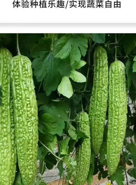 绿苦瓜种子长绿苦瓜疙瘩绿四季特大抗病秋播四季长青苦瓜蔬菜种子