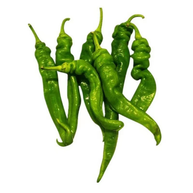 四季播种螺丝椒种子辣椒种籽孑