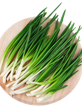 新鲜绿色小香葱茬时令蔬菜家庭园艺阳台种植蔬菜种子