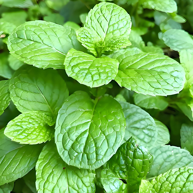 薄荷种子可食用绿叶蔬菜籽