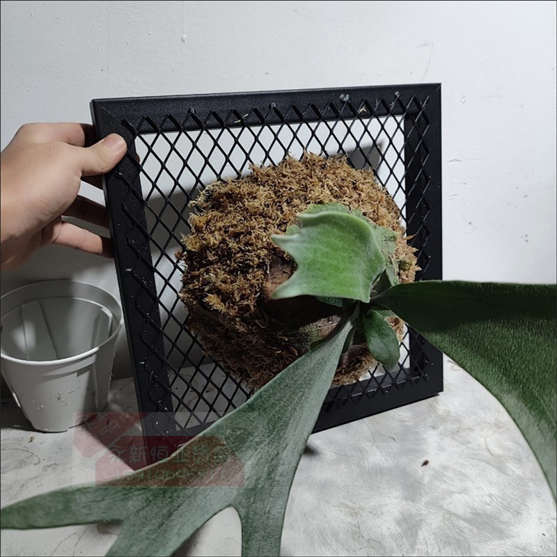 鹿角蕨挂板上墙定植挂p框网架花架墙上绿植展示架阳台悬挂置物网