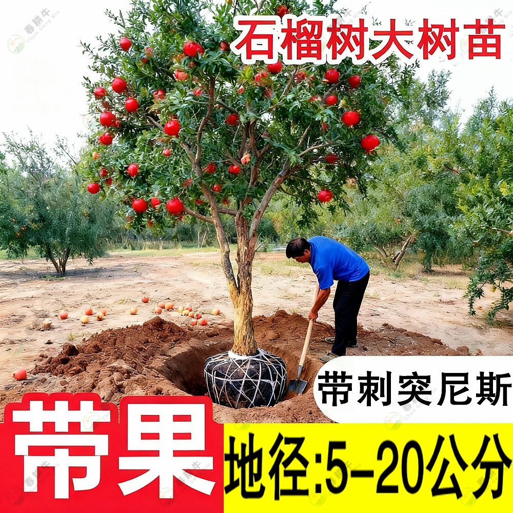 带果带刺突尼斯石榴树苗带土球