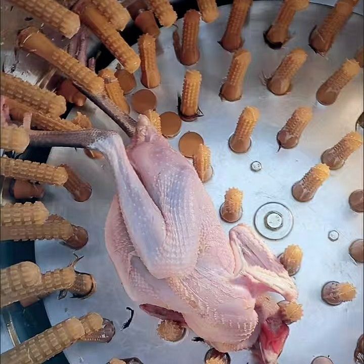 不锈钢电瓶鸡鸭脱毛机锂