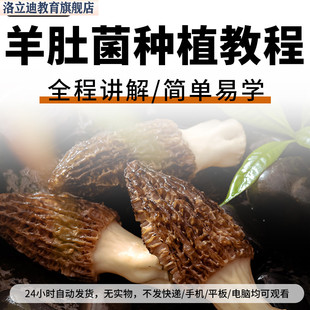 羊肚菌视频教程人工栽培种植大棚教学培训高产食用菌种子技术
