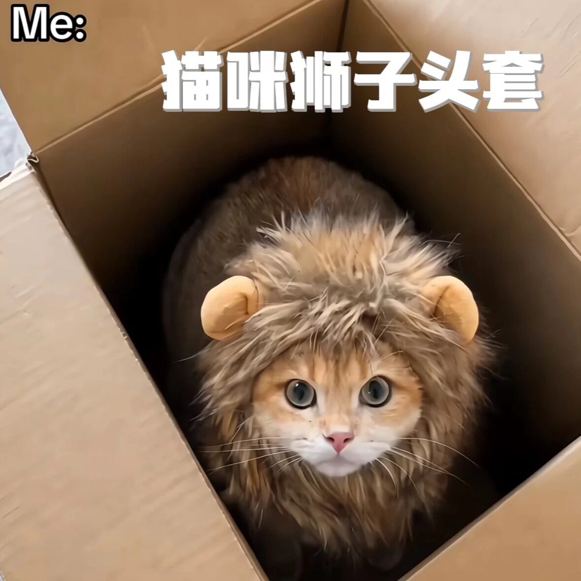 万圣节cos狮子造型宠物头套图片