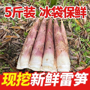 包邮新鲜春笋现挖雷竹笋野生黄泥笋新鲜竹笋笋尖5斤装小笋冬笋