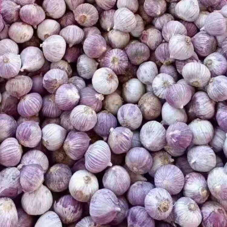 云南紫皮独头蒜中果特级独蒜