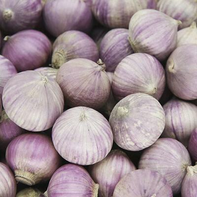 云南紫皮蒜独头蒜新蒜批发大