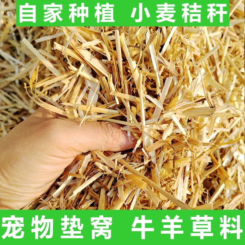 新小麦秸秆碎麦草鸟鸽子
