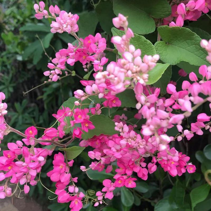 珊瑚藤盆栽成品大苗带花苞阳台花园庭院爬藤攀援拱门花卉耐热耐晒